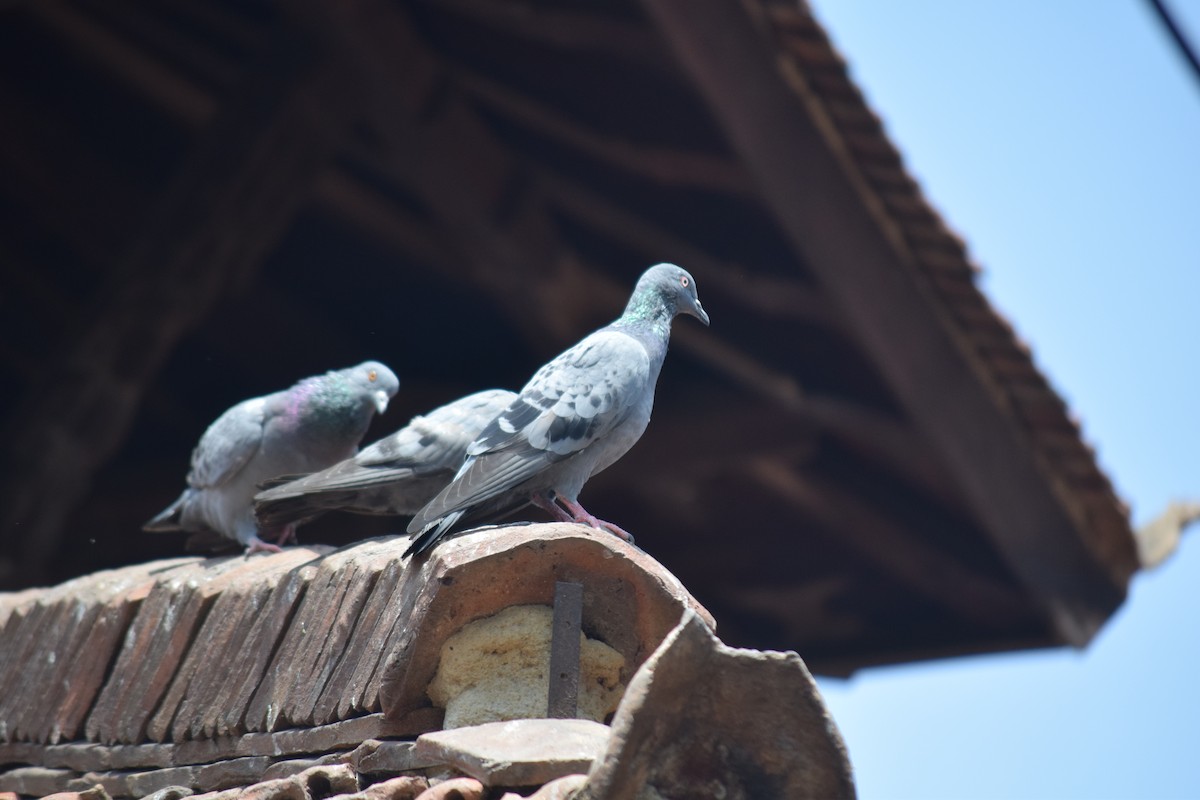 Rock Pigeon (Feral Pigeon) - ML619567065