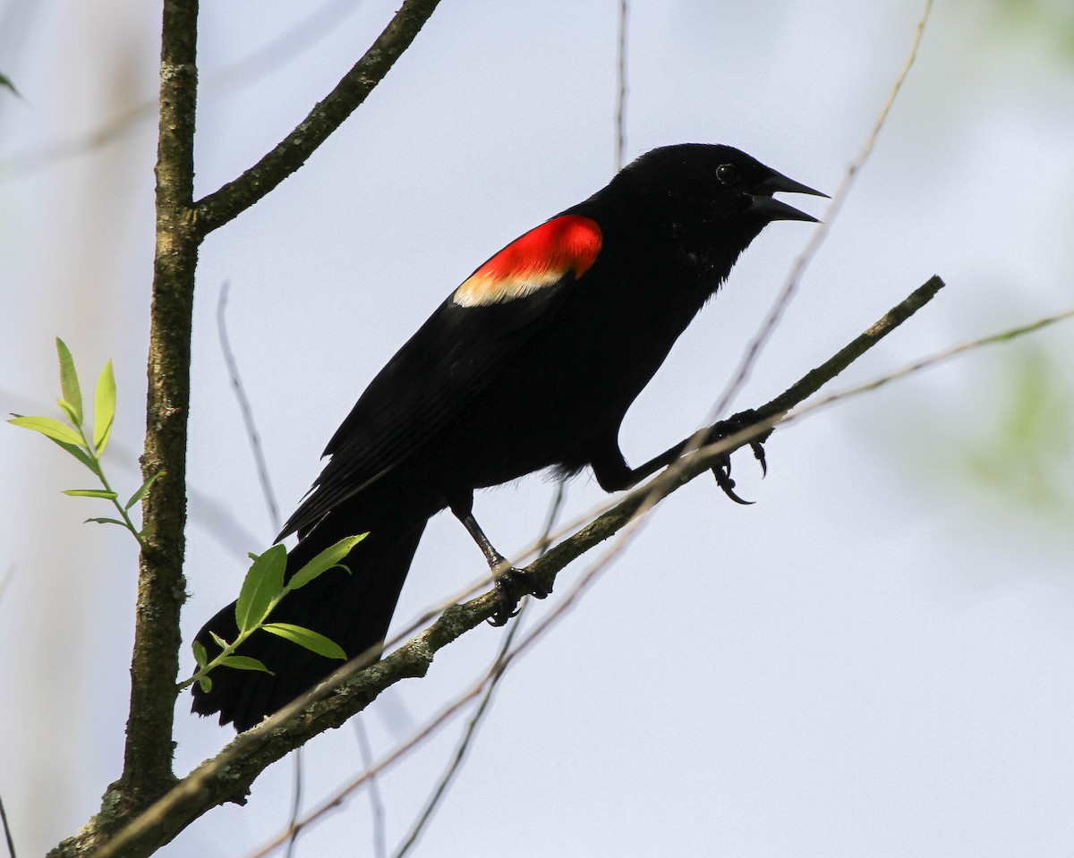 Red-winged Blackbird - ML619567090