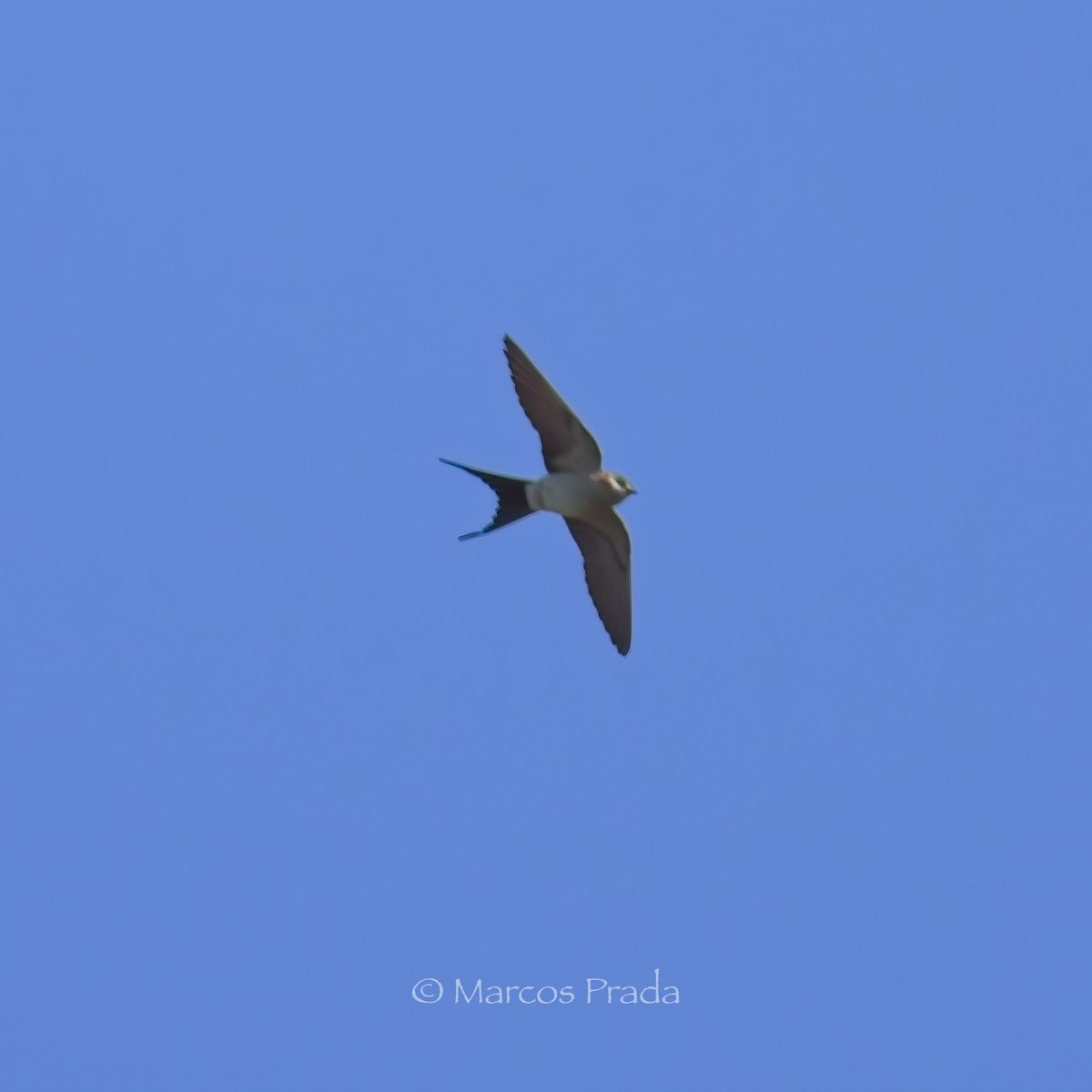 Red-rumped Swallow - ML619567145