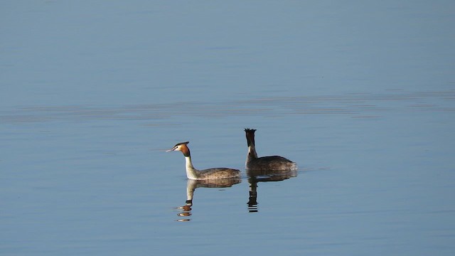 Great Crested Grebe - ML619567177