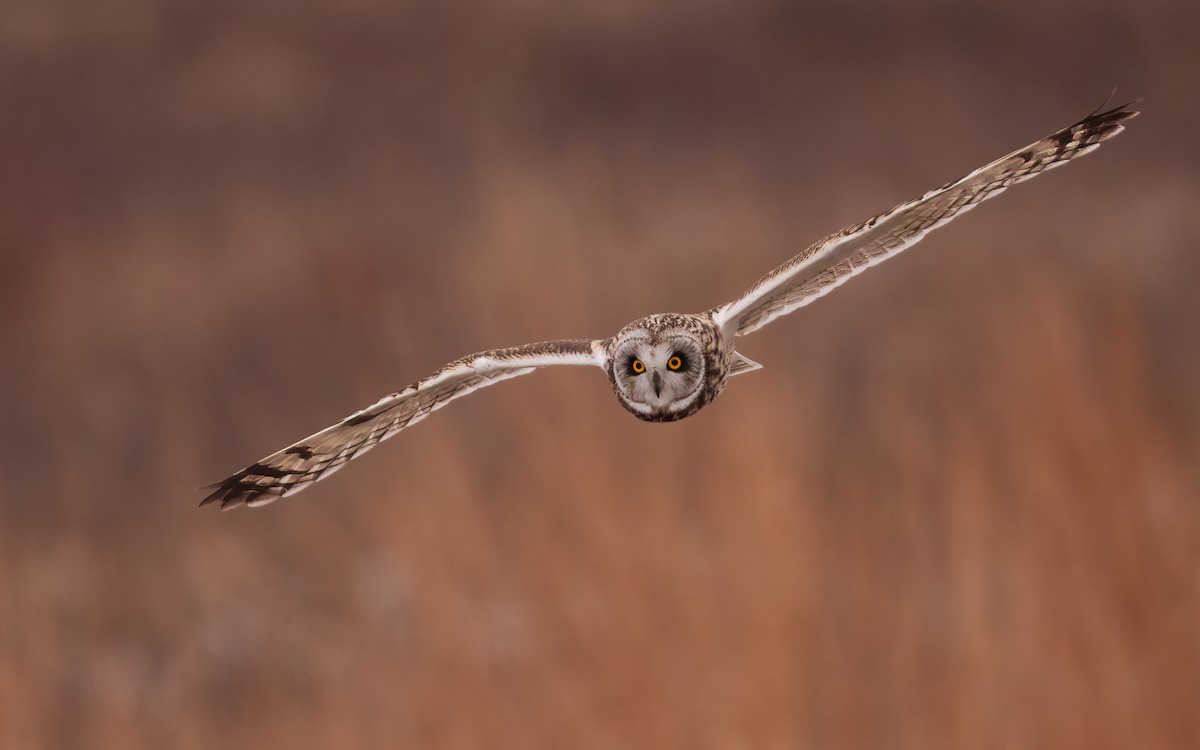 Short-eared Owl - ML619567192