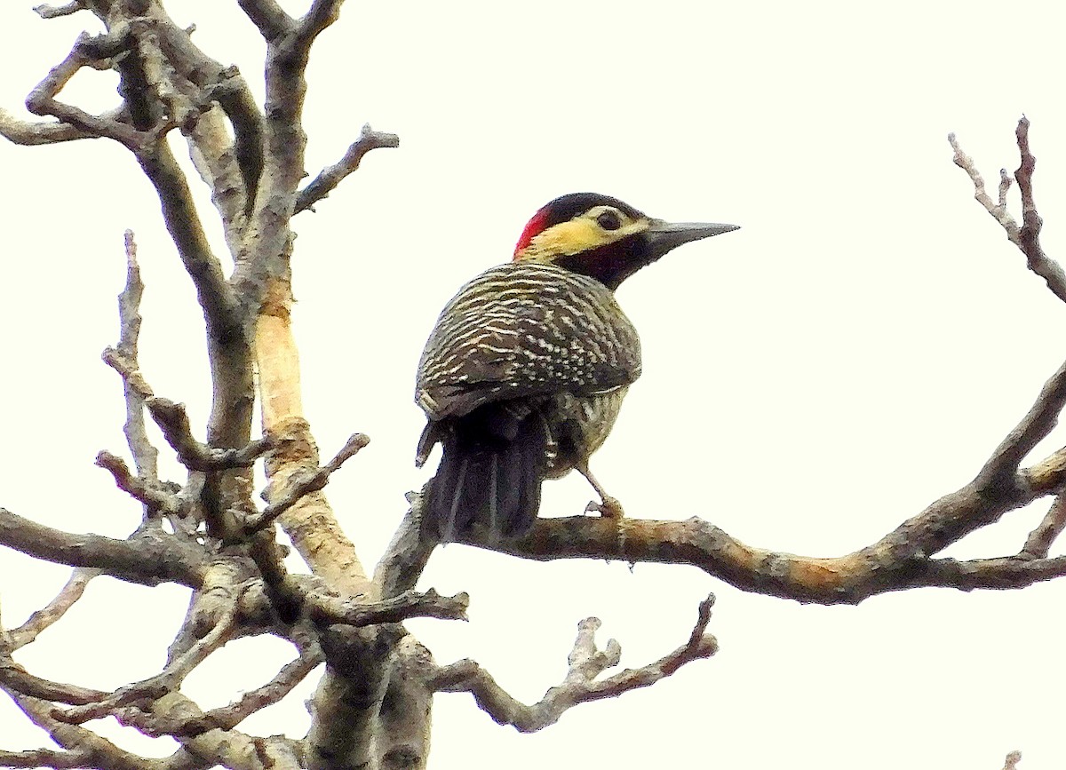 Green-barred Woodpecker - ML619567200