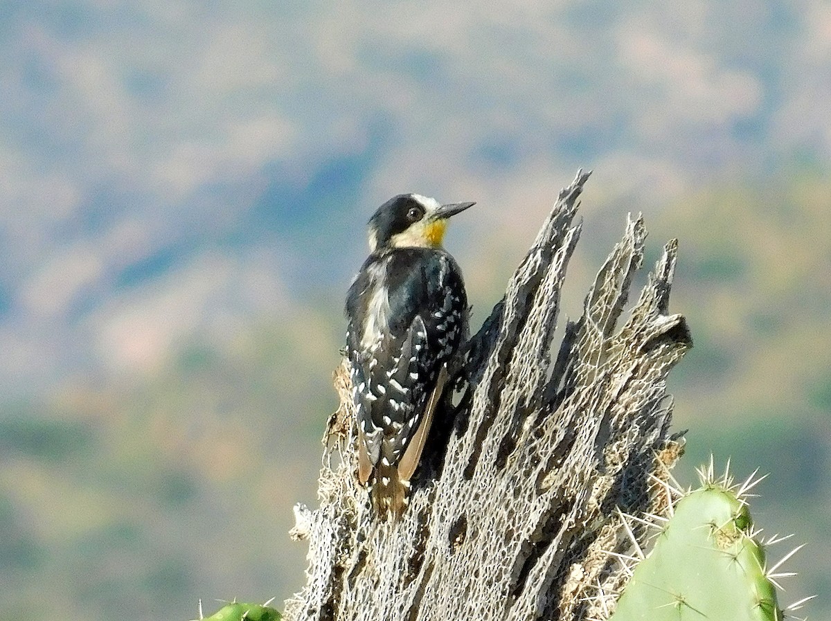 White-fronted Woodpecker - ML619567220
