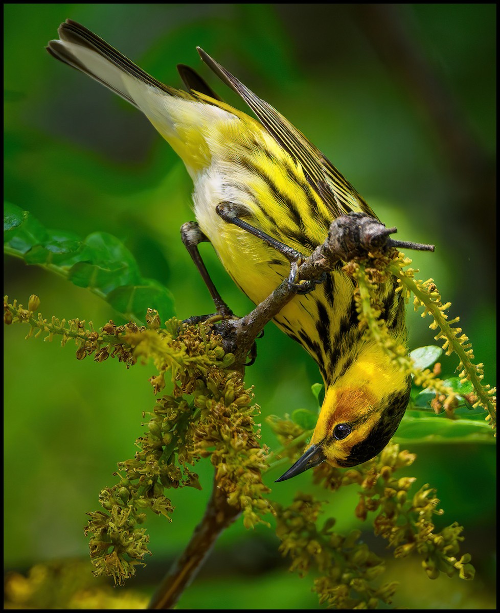 Cape May Warbler - ML619567251