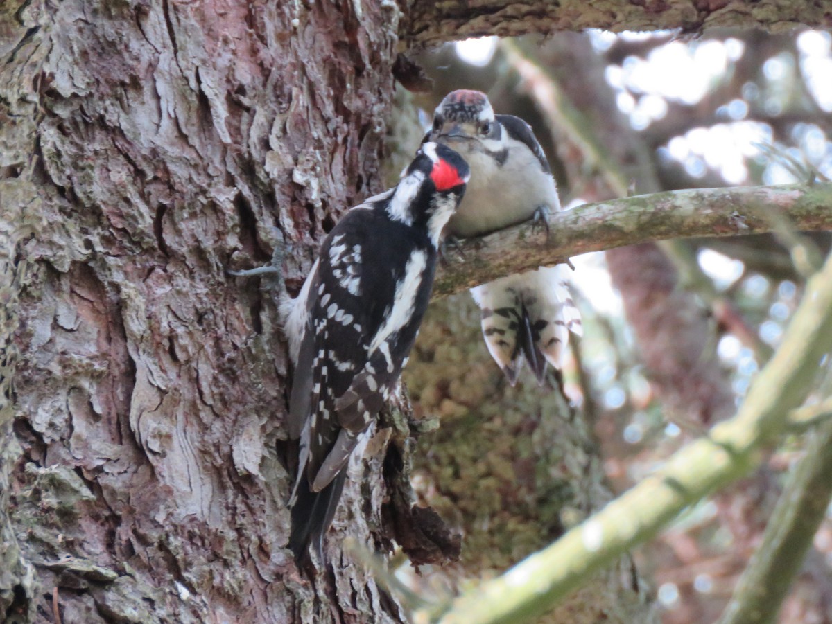 Downy Woodpecker (Eastern) - ML619567256