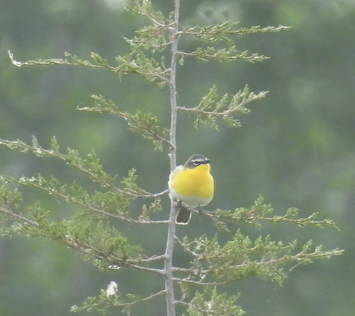 Yellow-breasted Chat - ML619567277