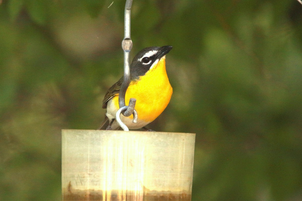 Yellow-breasted Chat - ML619567312