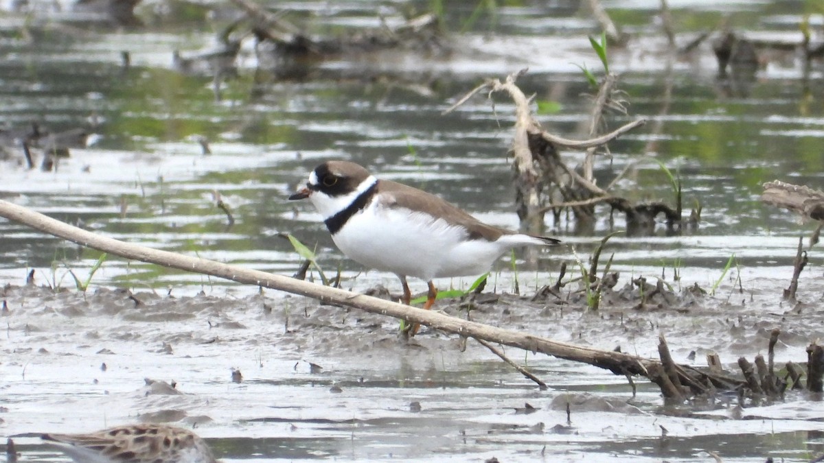 Semipalmated Plover - ML619567330
