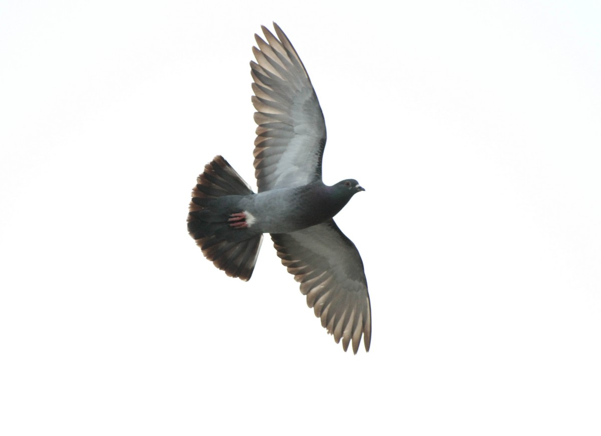Сизый голубь (Одомашненного типа) - ML619567508