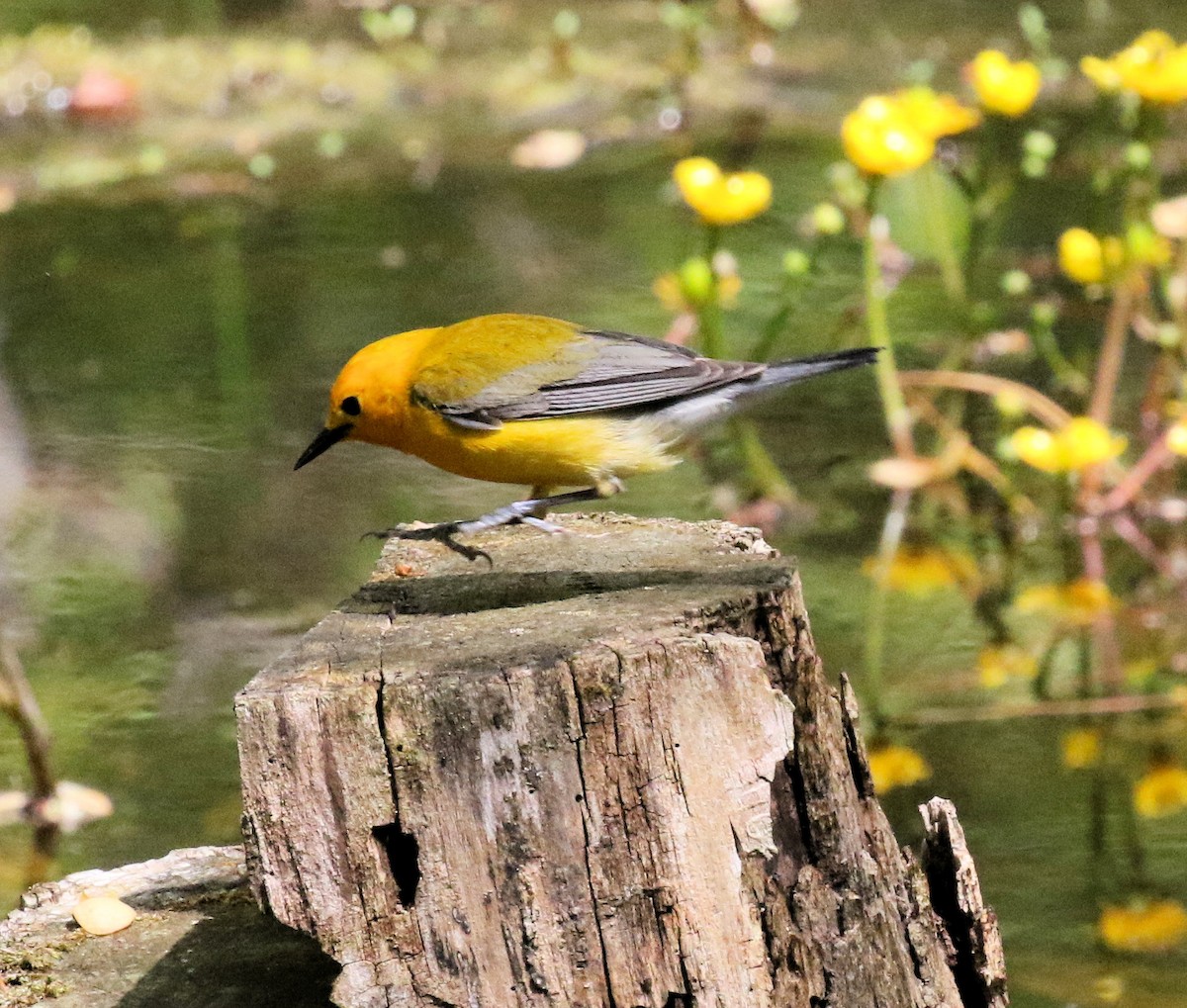 Prothonotary Warbler - ML619567511