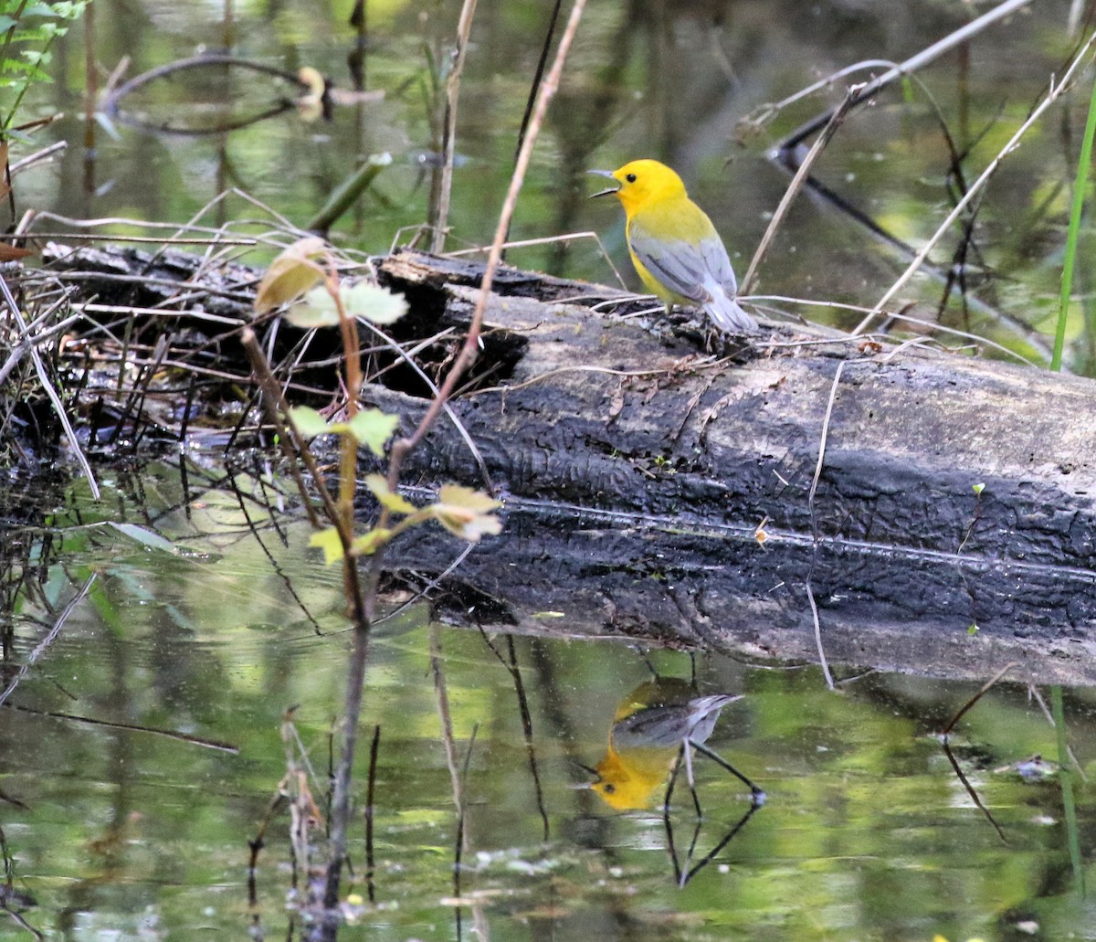 Prothonotary Warbler - ML619567515
