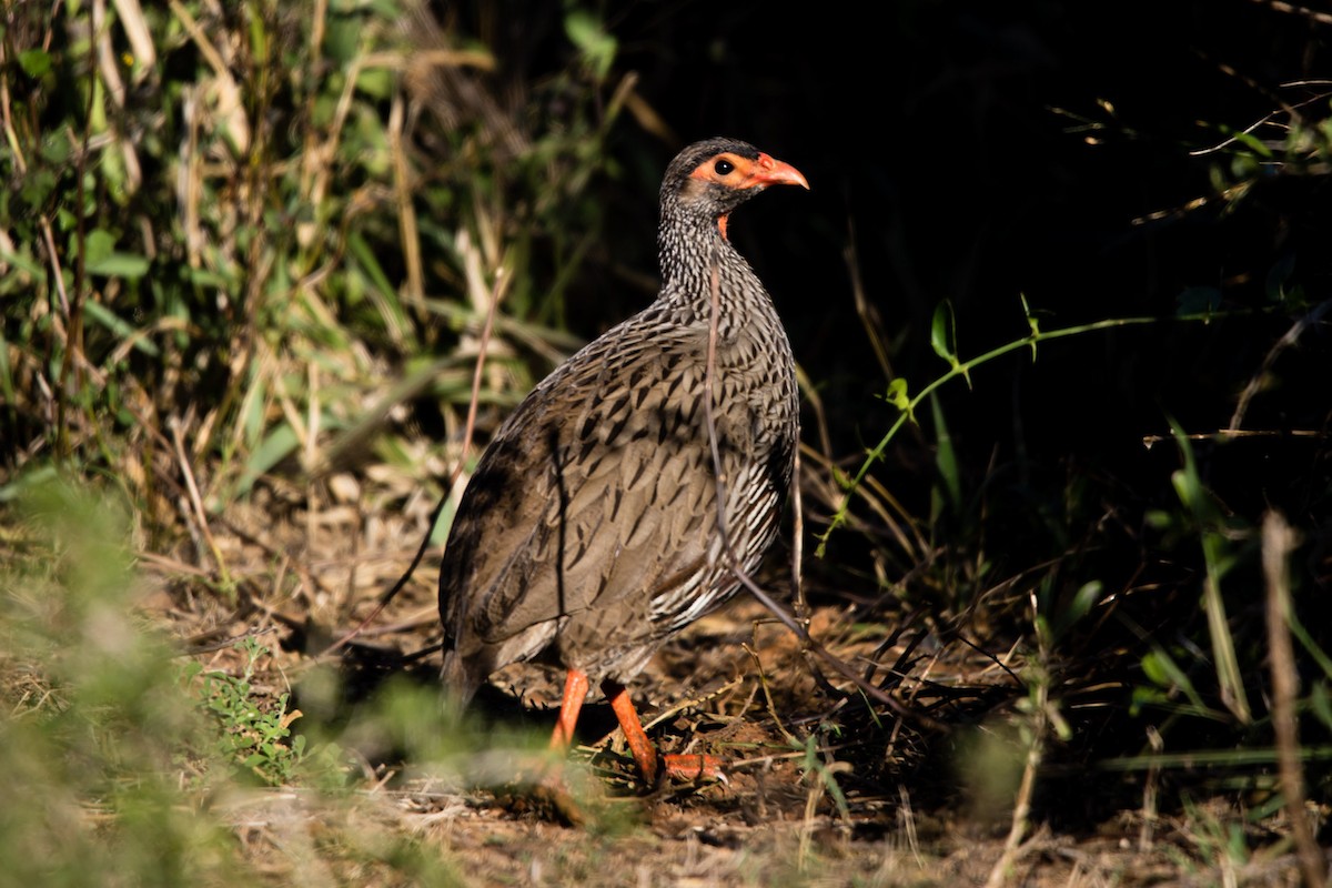 Red-necked Spurfowl - ML619567542