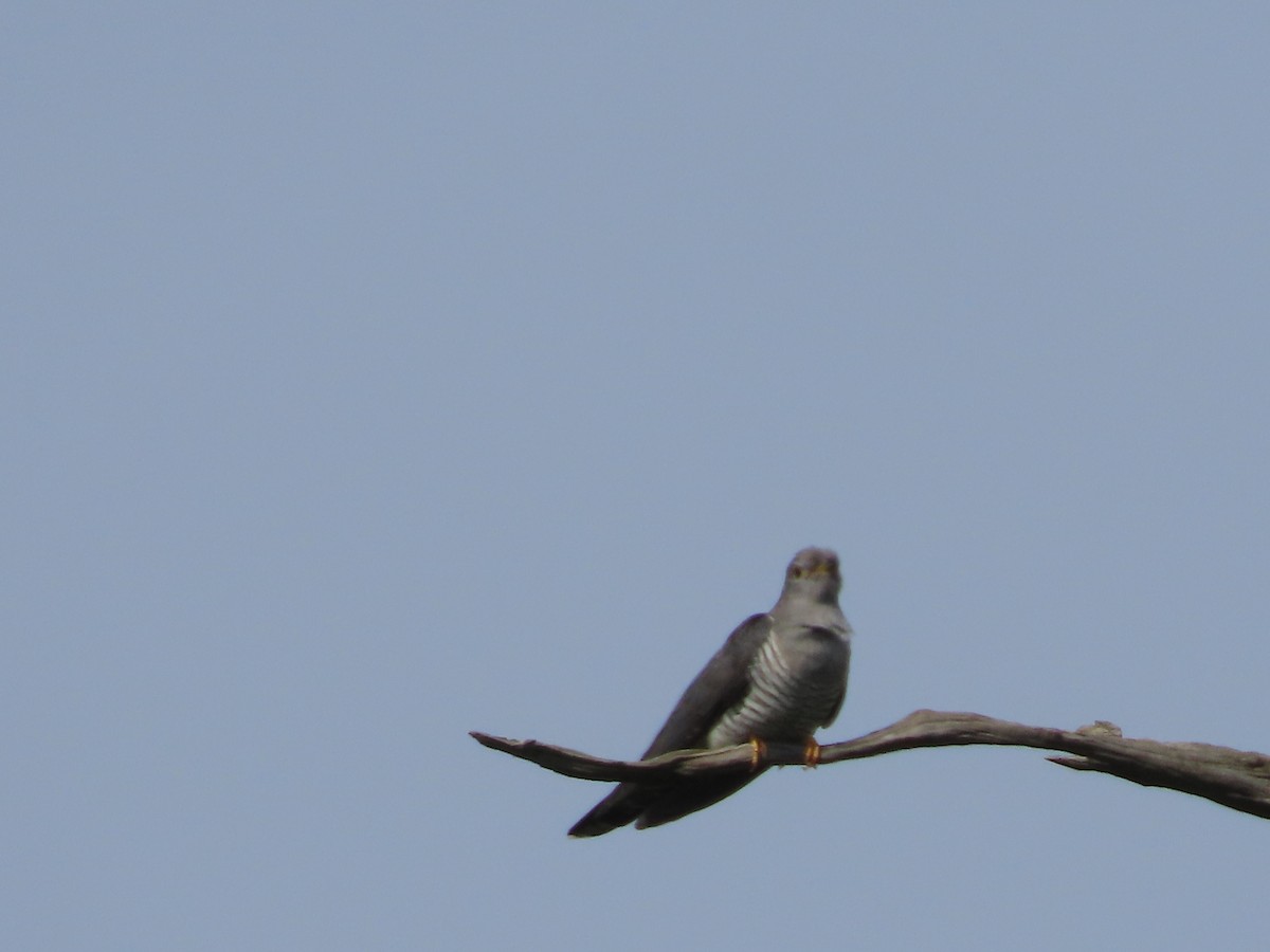 Common Cuckoo - ML619567559