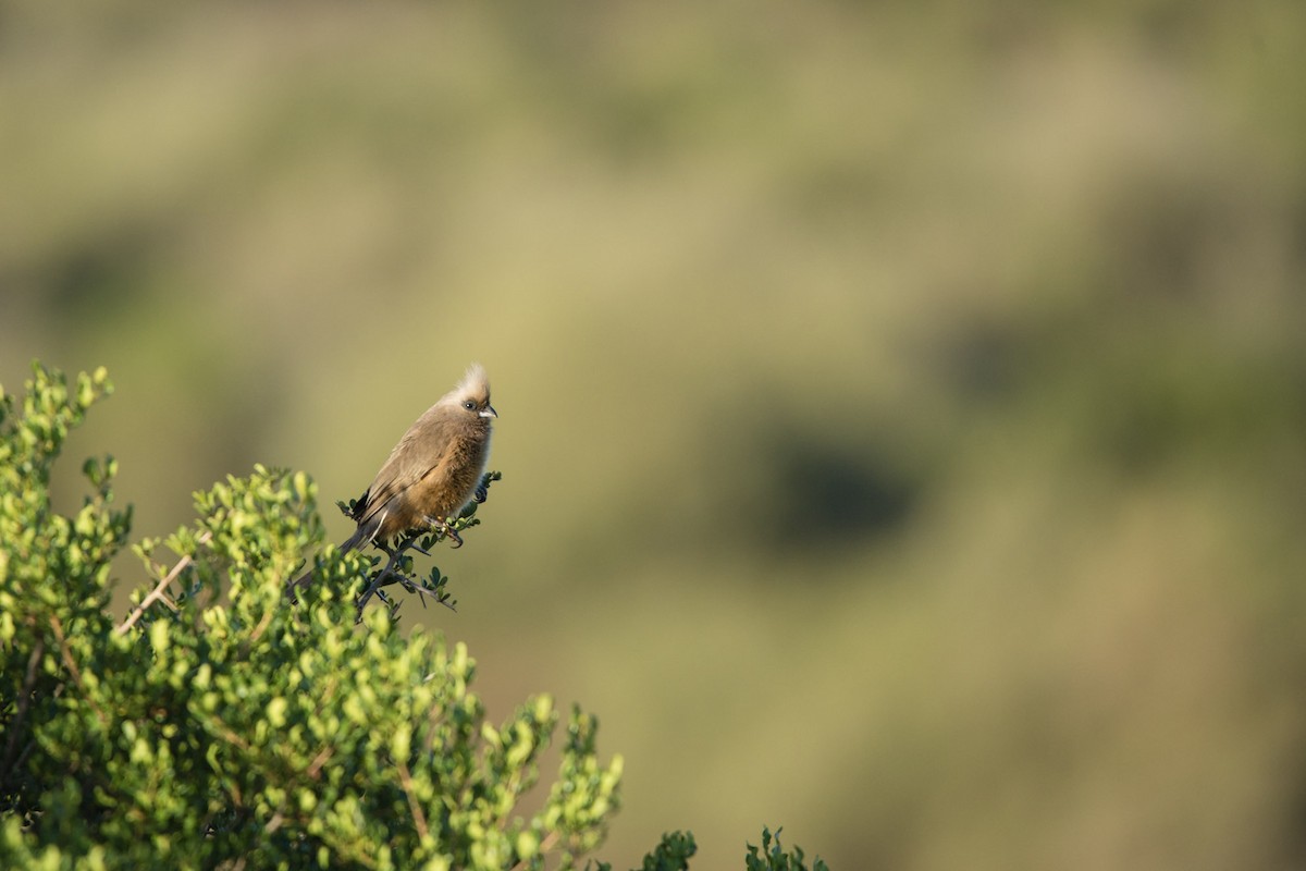 Speckled Mousebird - ML619567564