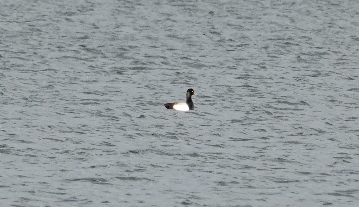 Greater Scaup - ML619567603