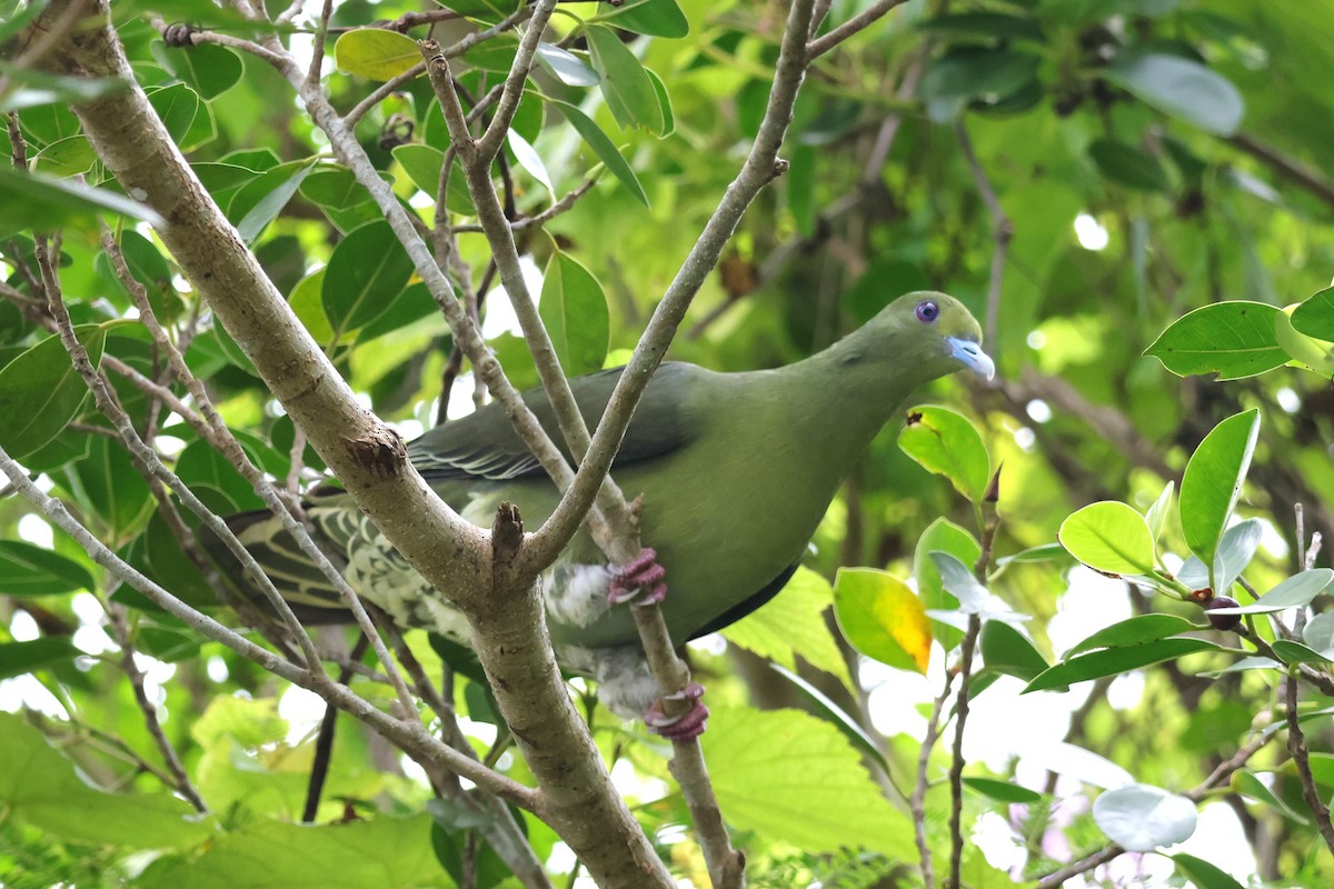 Whistling Green-Pigeon (Ryukyu) - ML619567614