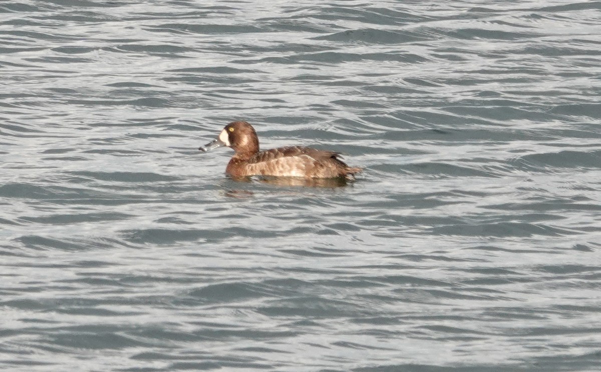 Greater Scaup - ML619567656