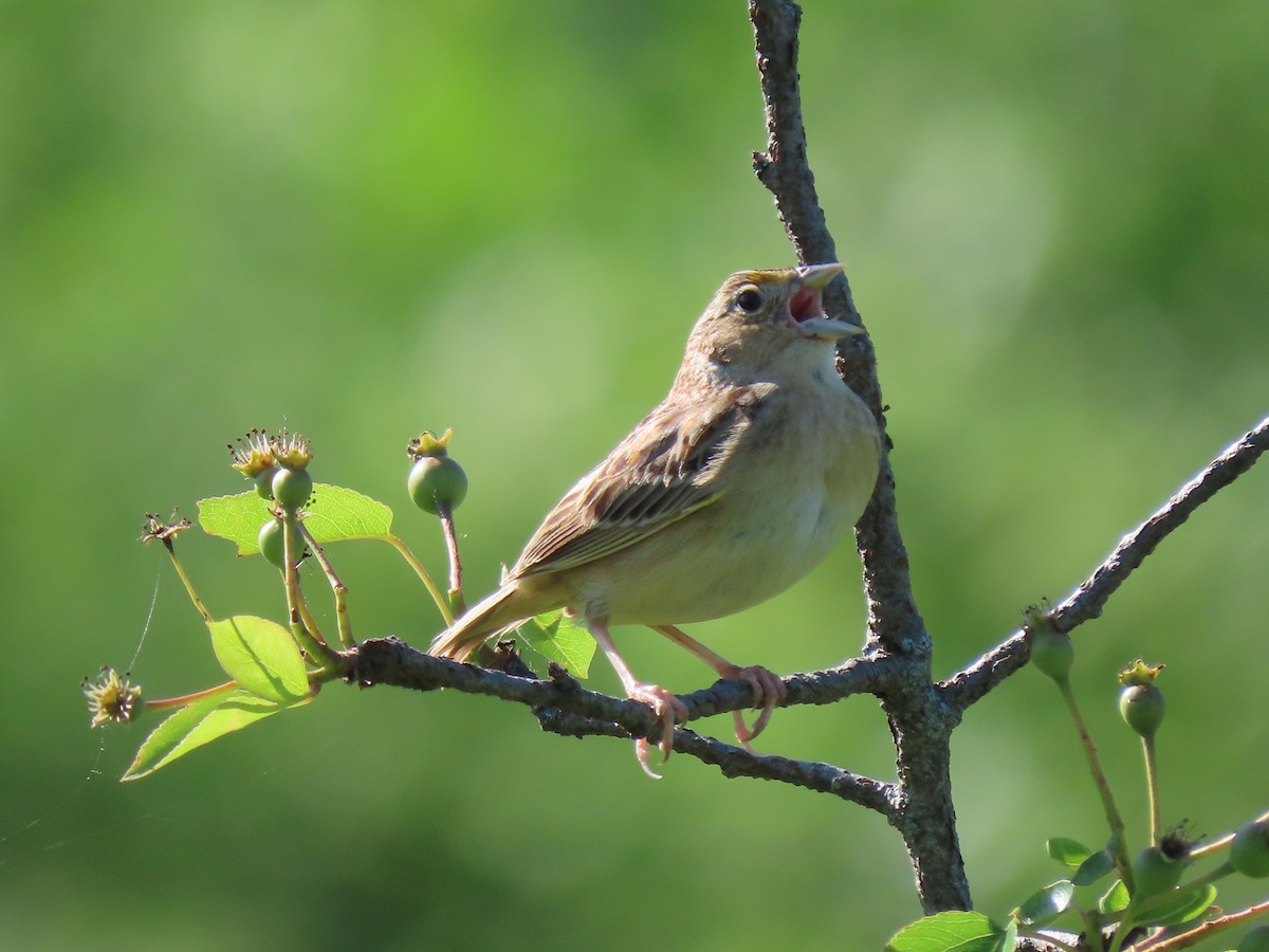 Grasshopper Sparrow - ML619567675