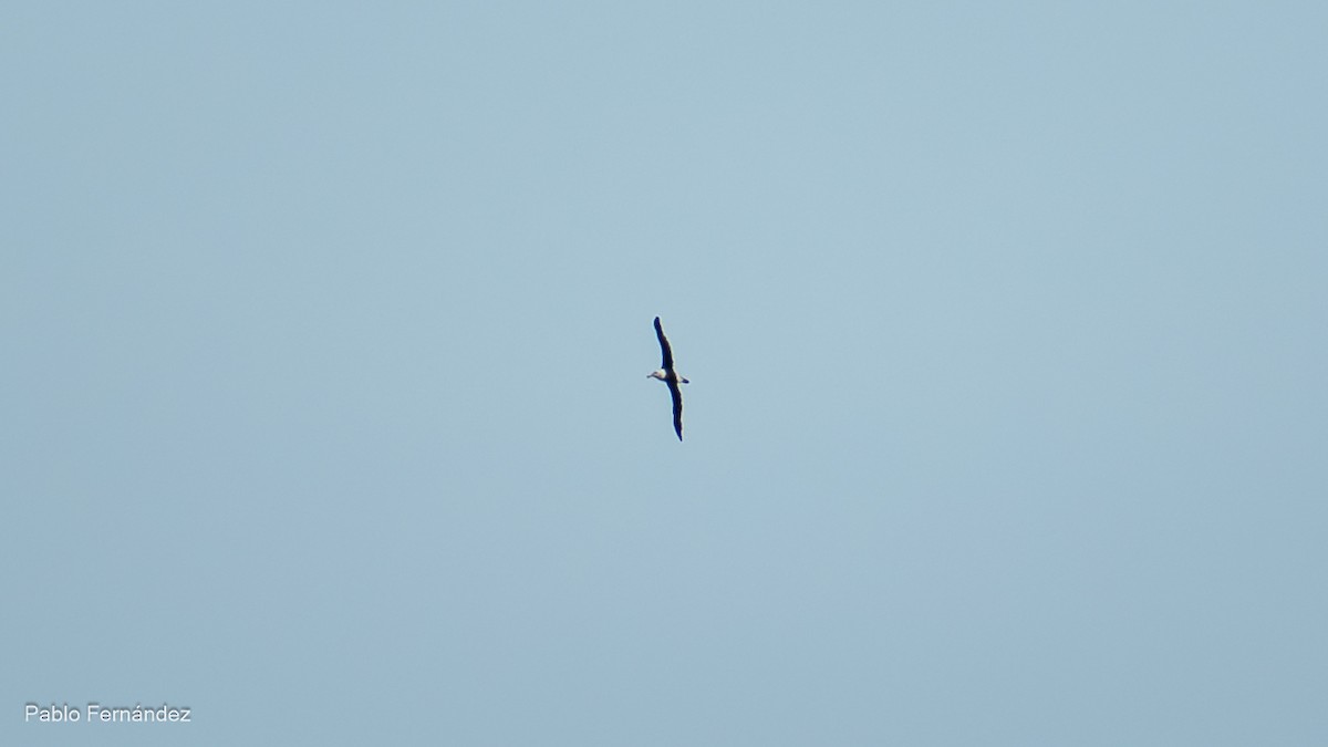 Чернобровый альбатрос - ML619567700