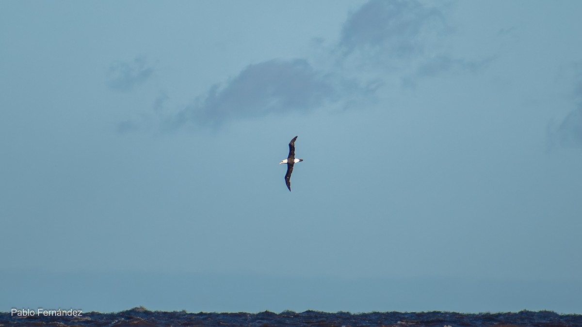 Albatros à sourcils noirs - ML619567701