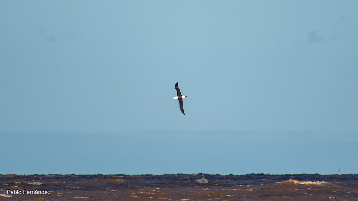 Чернобровый альбатрос - ML619567702