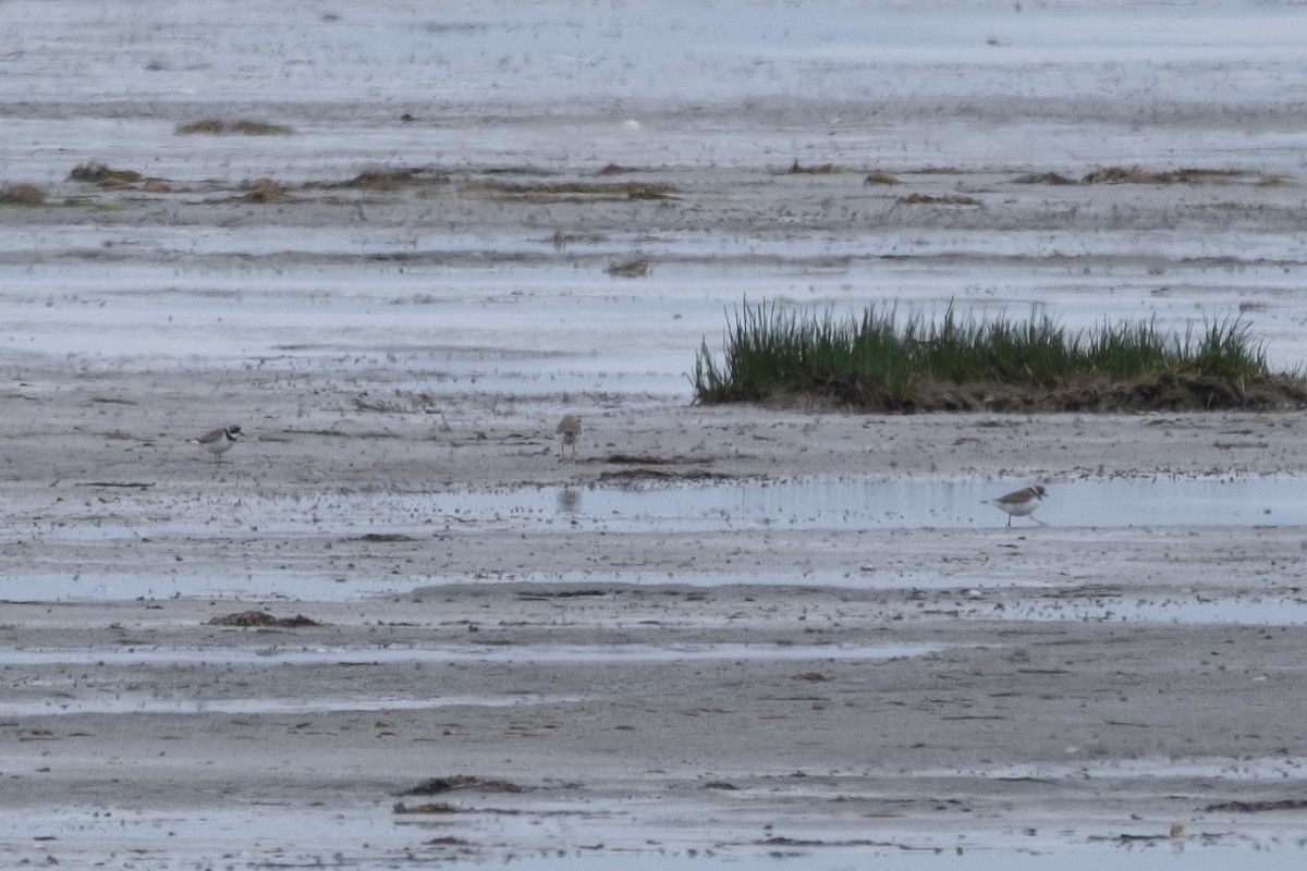 Semipalmated Plover - ML619567746
