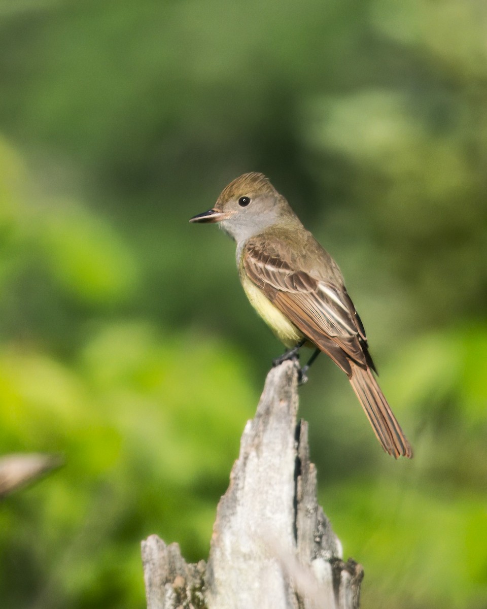 Great Crested Flycatcher - ML619567753