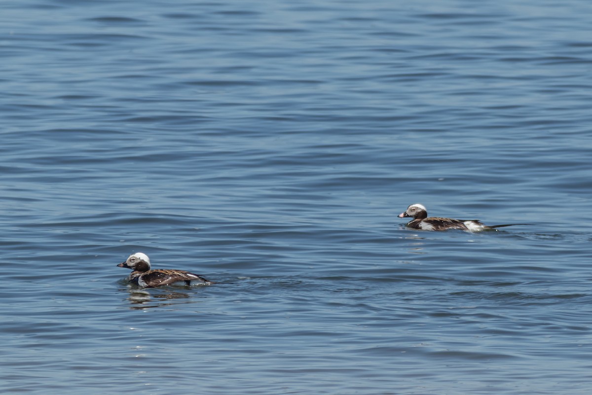 Long-tailed Duck - ML619567797