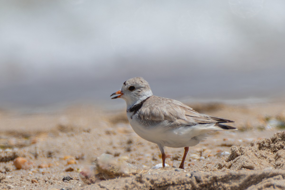 Piping Plover - ML619567799