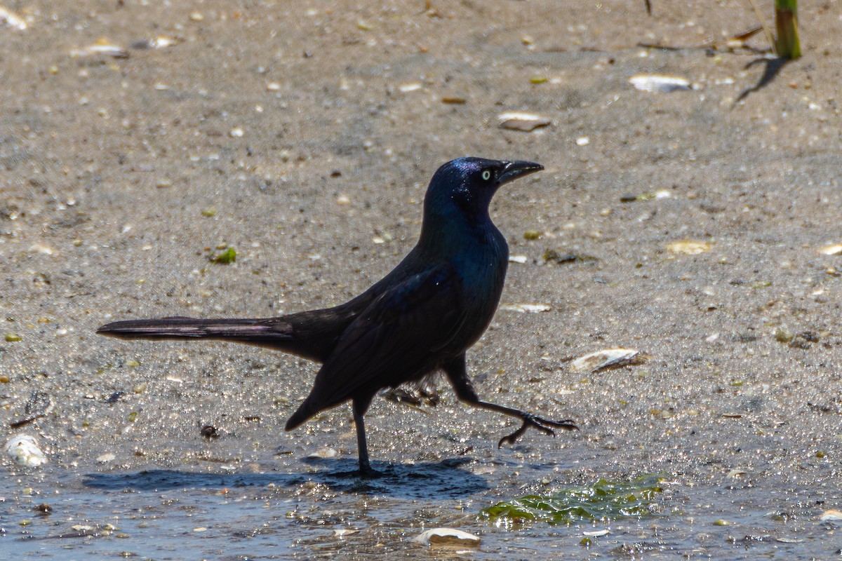 Boat-tailed Grackle - ML619567821