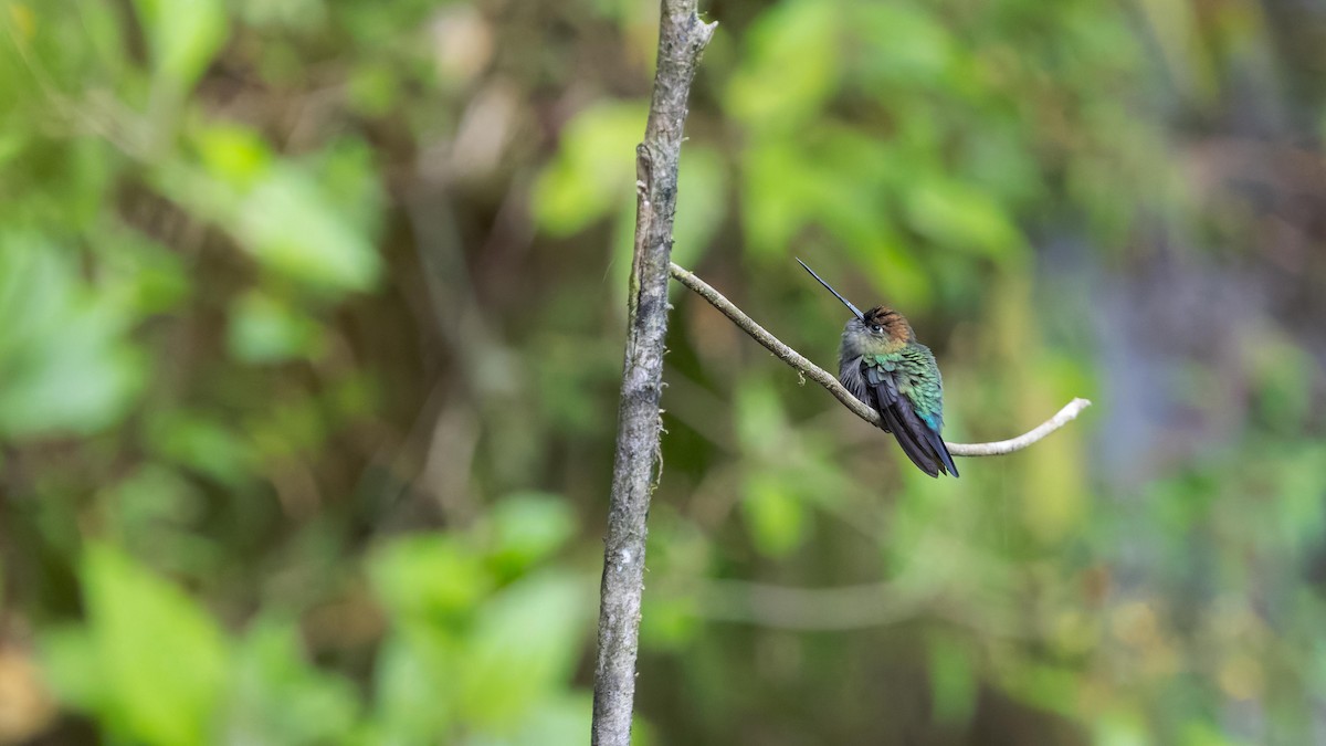 kolibřík zelenočelý - ML619567838