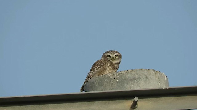 Spotted Owlet - ML619567859