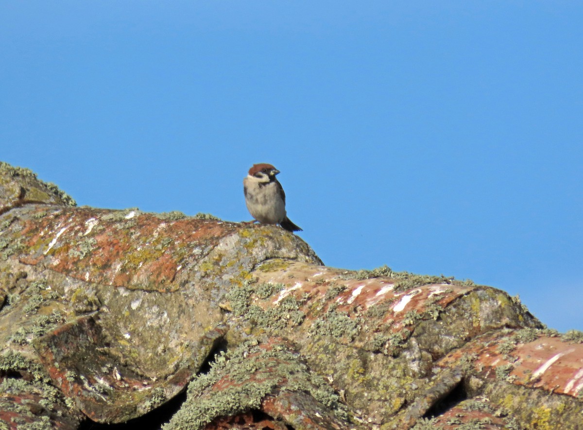 Eurasian Tree Sparrow - ML619567867