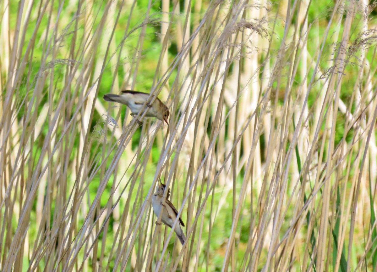 Common Reed Warbler - ML619567943