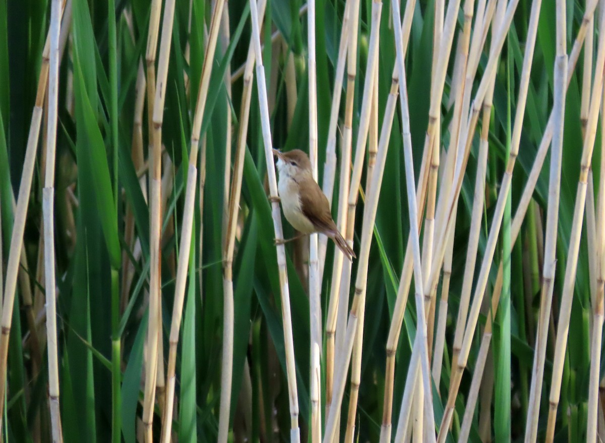 Common Reed Warbler - ML619567968