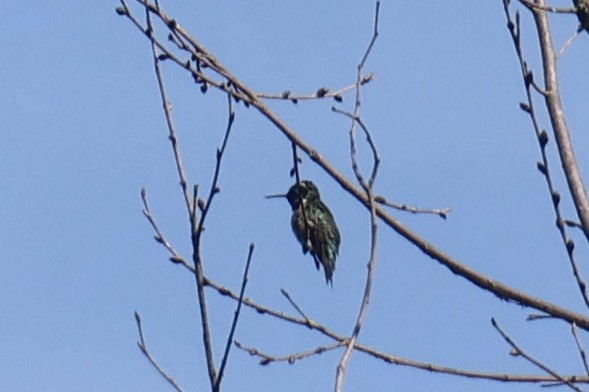 Yakut Boğazlı Kolibri - ML619567987