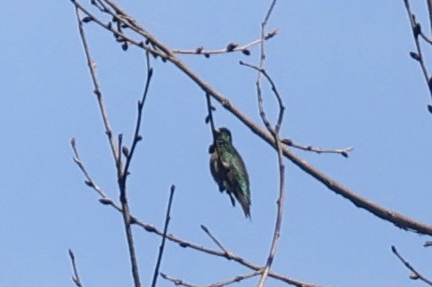 Yakut Boğazlı Kolibri - ML619567988