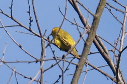 Yellow Warbler - ML619567994