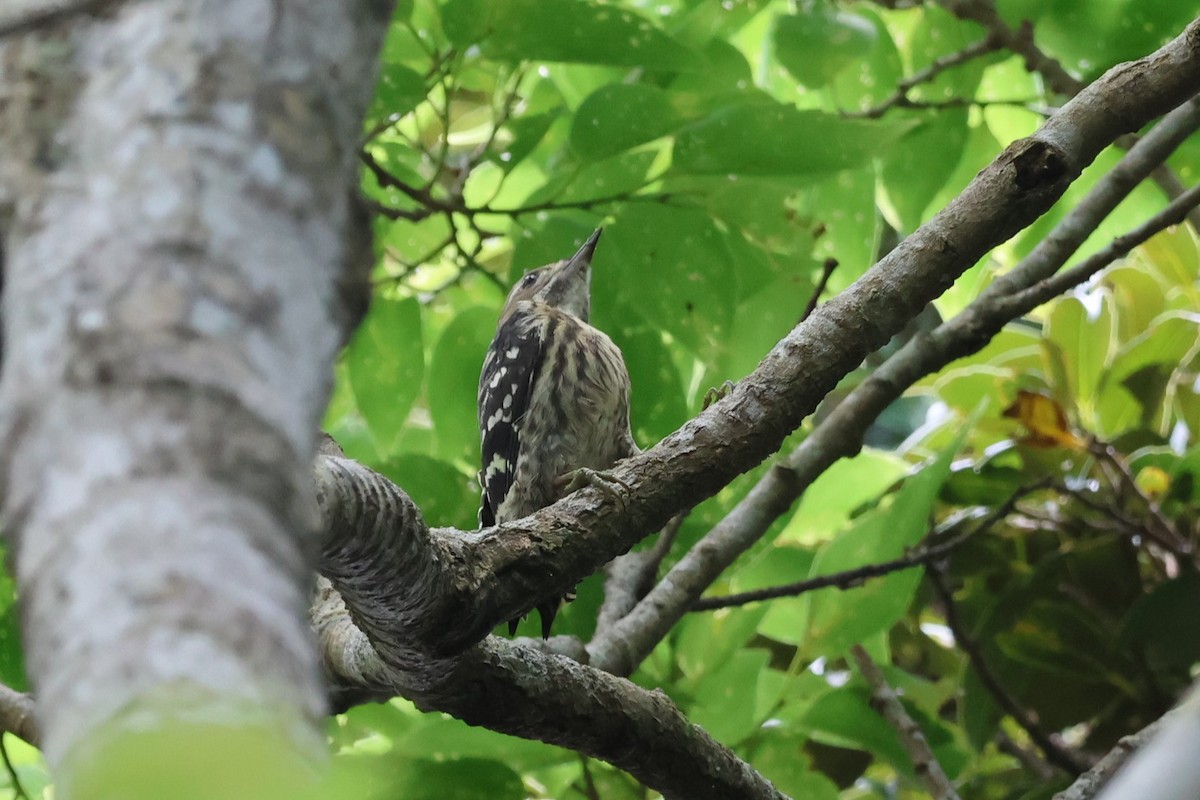 Japanese Pygmy Woodpecker - ML619567996