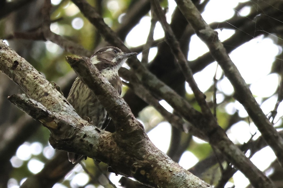 Japanese Pygmy Woodpecker - ML619567997