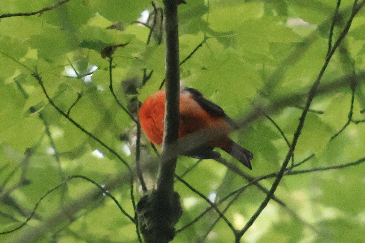 Scarlet Tanager - ML619568023