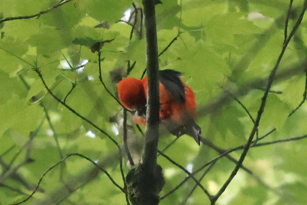 Scarlet Tanager - ML619568024
