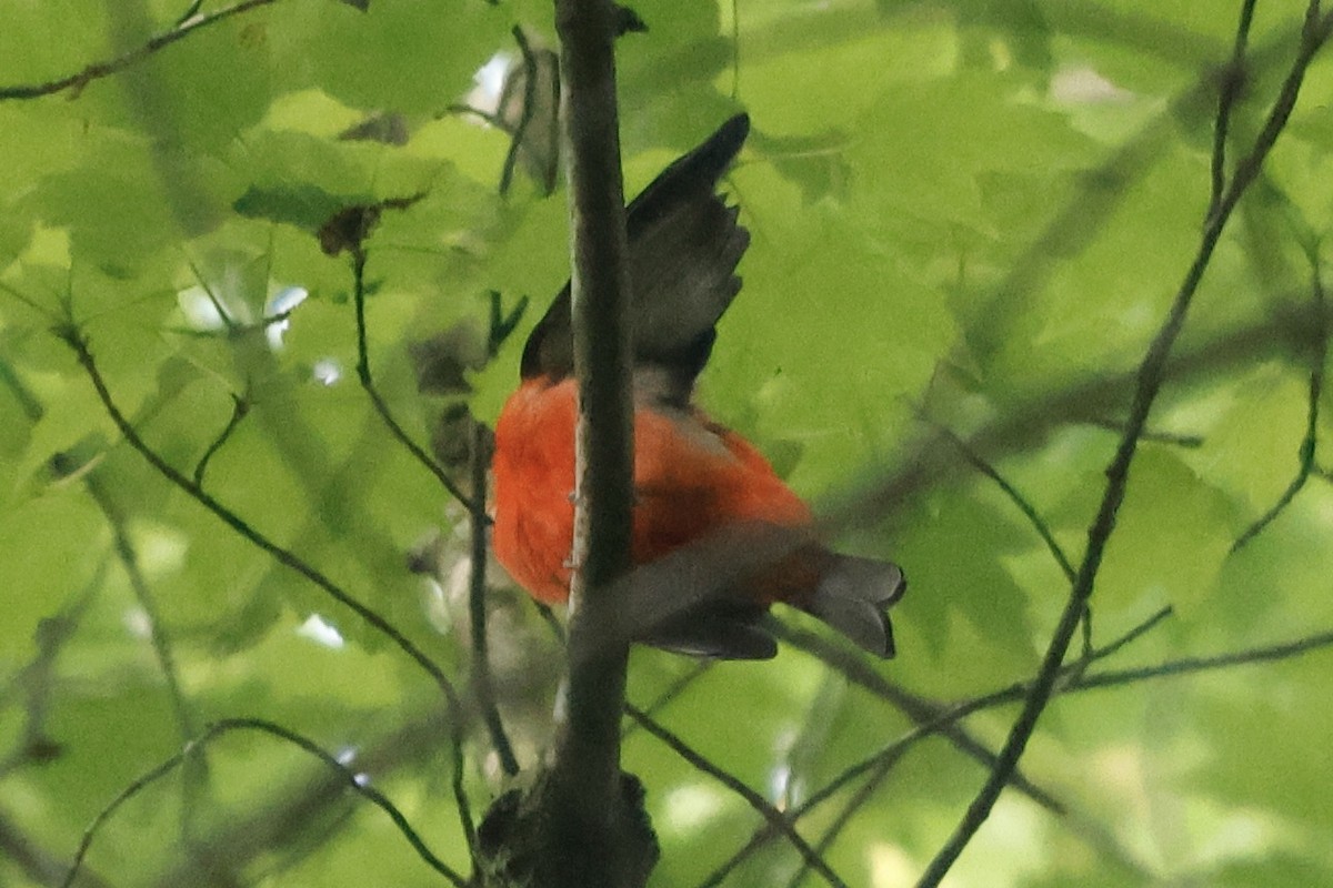 Scarlet Tanager - ML619568030