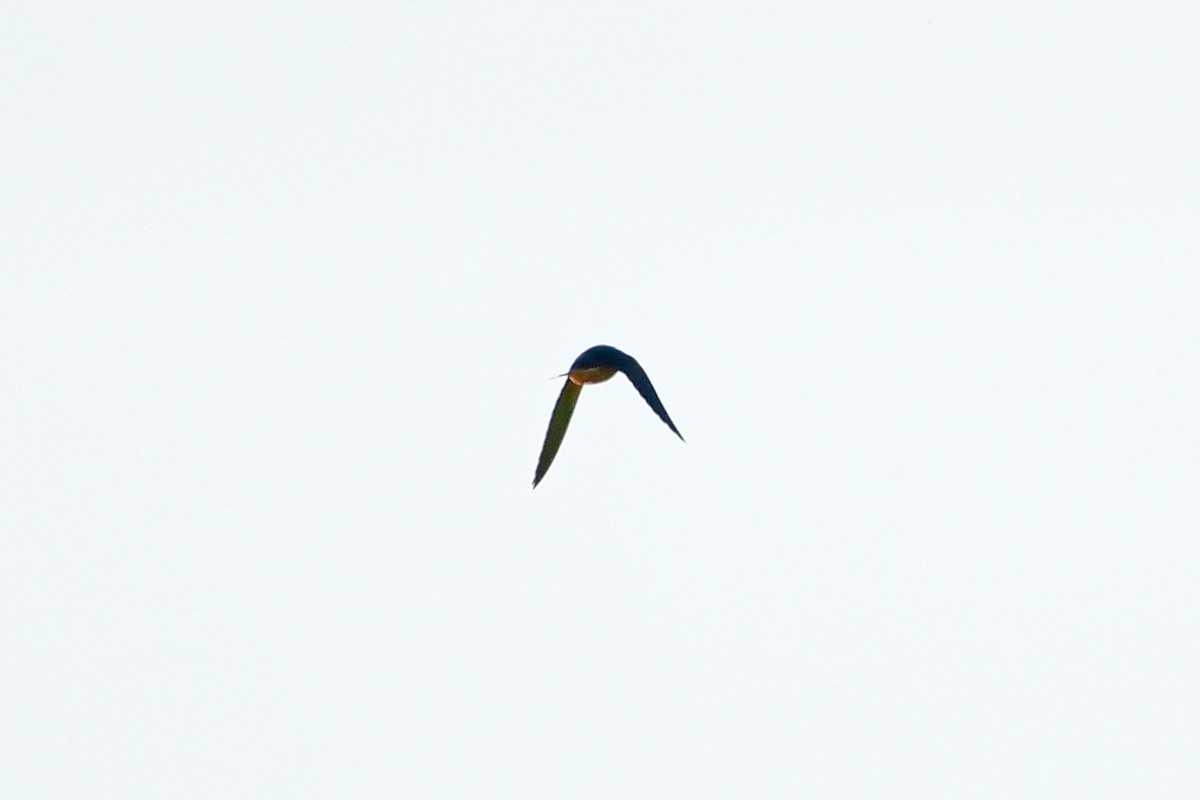 Barn Swallow - ML619568085