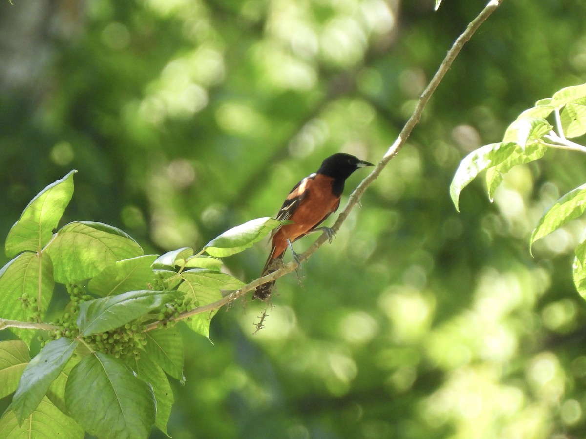 Orchard Oriole - ML619568088