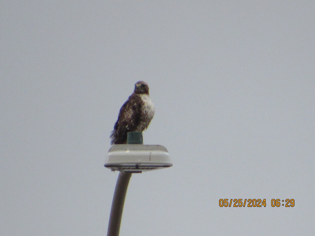 Red-tailed Hawk - ML619568094