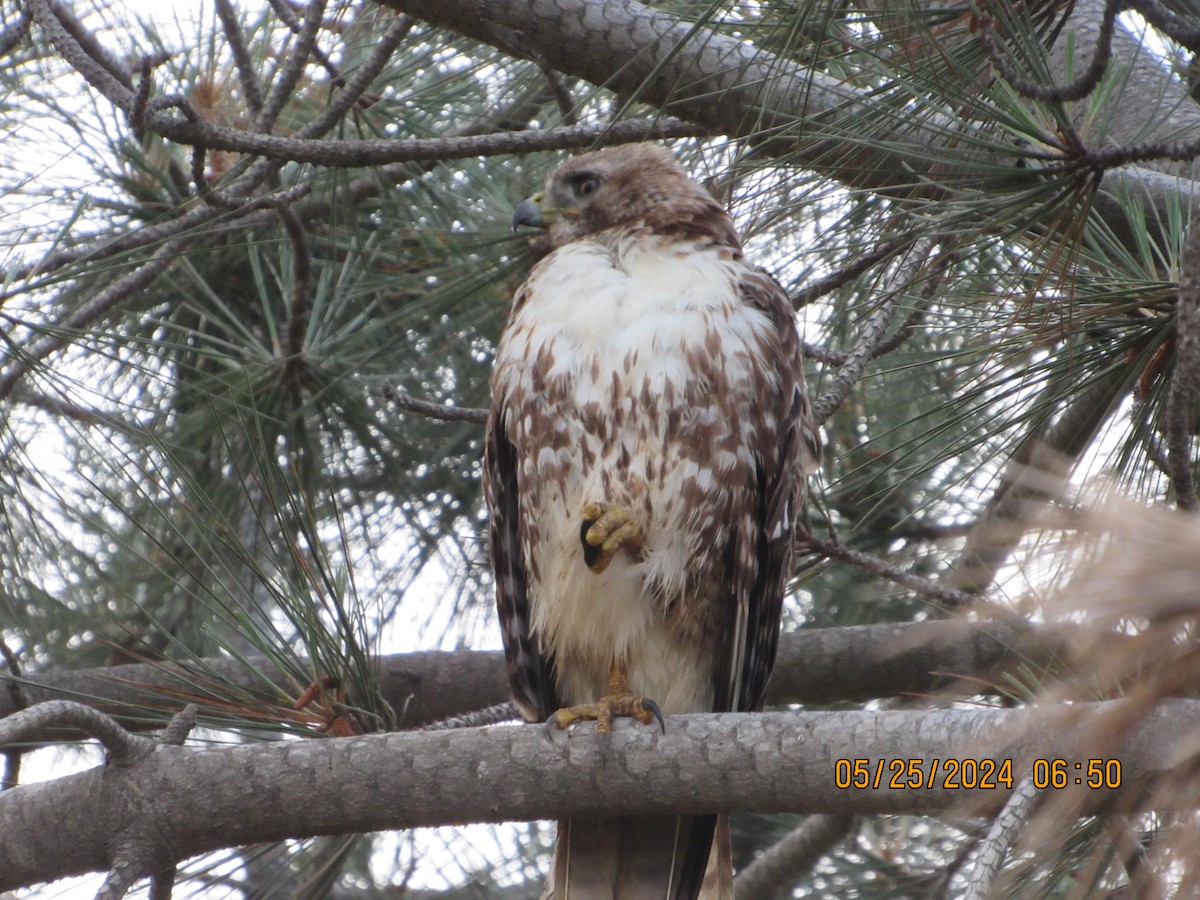 Red-tailed Hawk - ML619568119