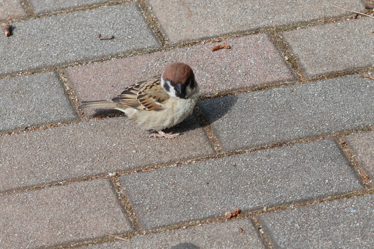 Eurasian Tree Sparrow - ML619568129
