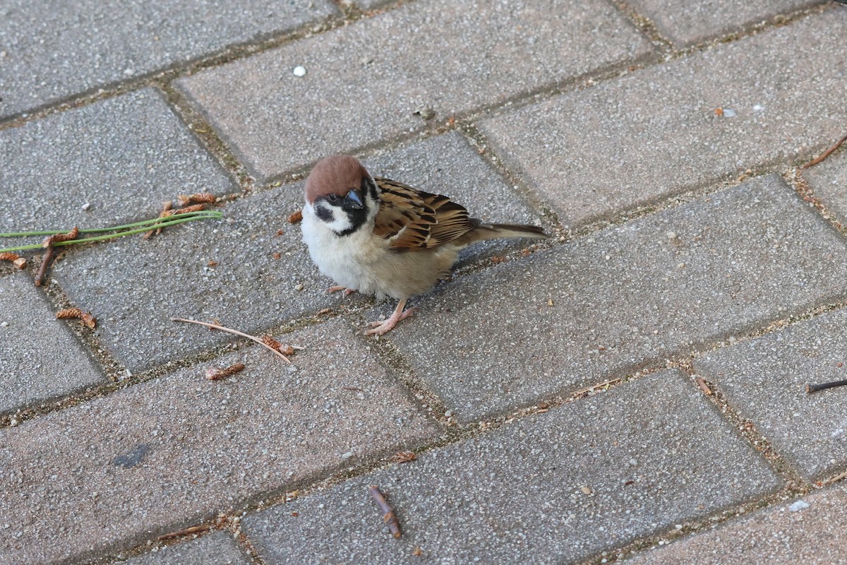 Eurasian Tree Sparrow - ML619568130