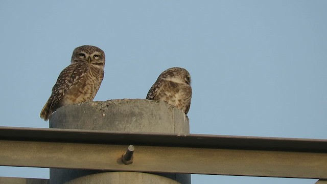 Spotted Owlet - ML619568131
